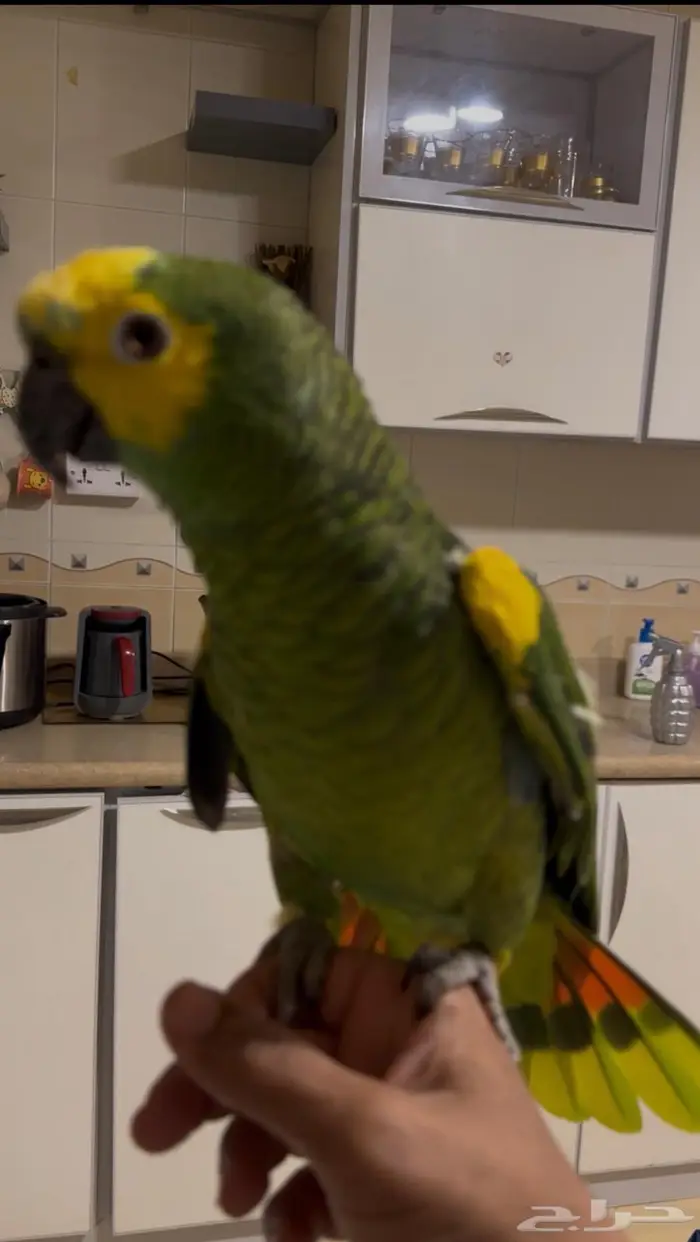 امزوني بلوفرنتد جاكو كابتن كلام 0