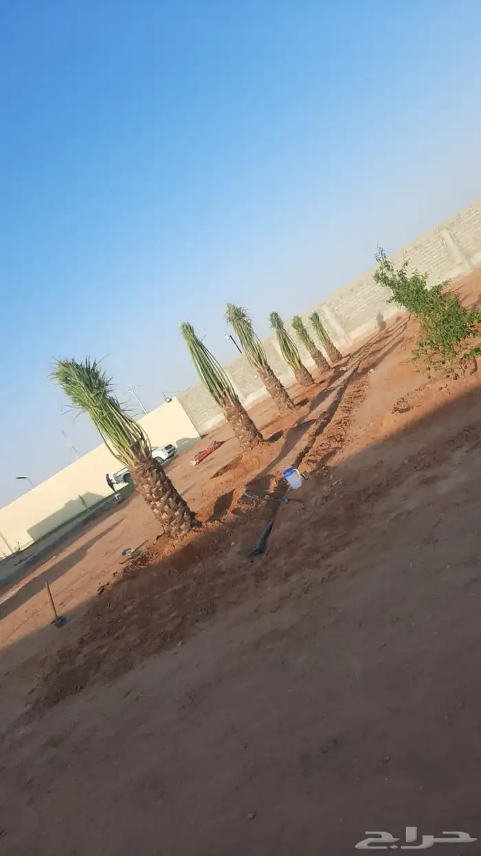 نخيل طيب انوع فاخره طيبه من القصيم نخلوطيب ومثمر 5