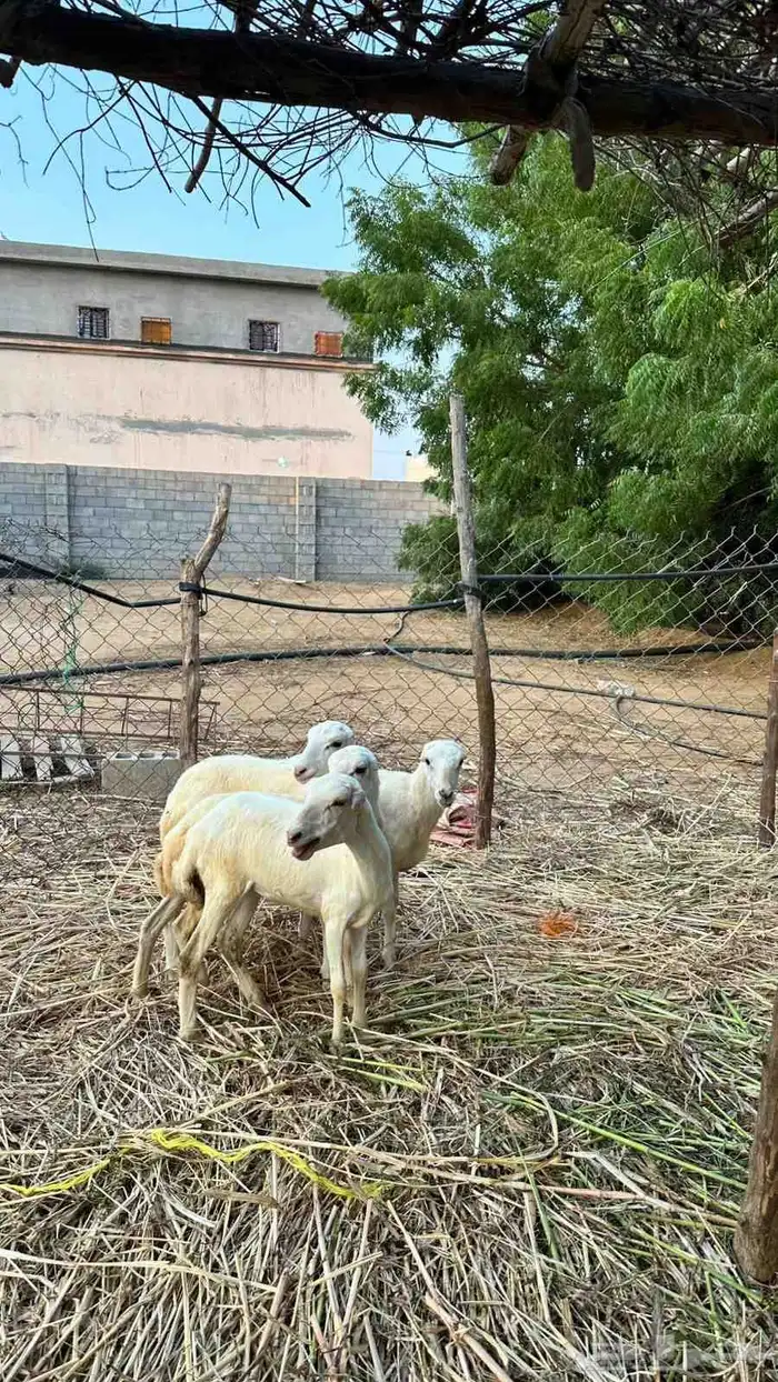 للبيع رخيل بلدي 0