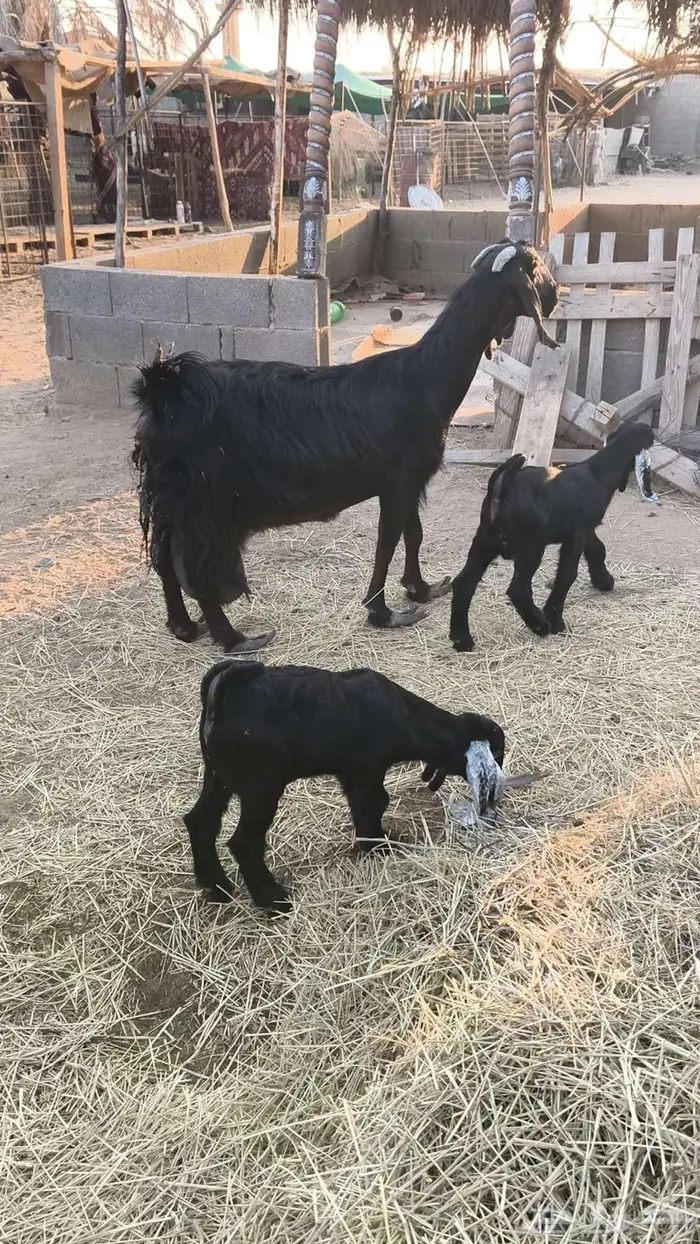 للبيع معزا مواليد 1