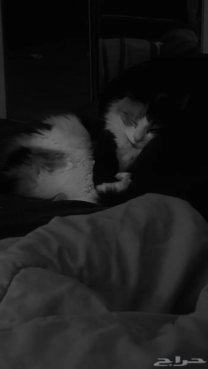 قطه انثى للتزاوج 1