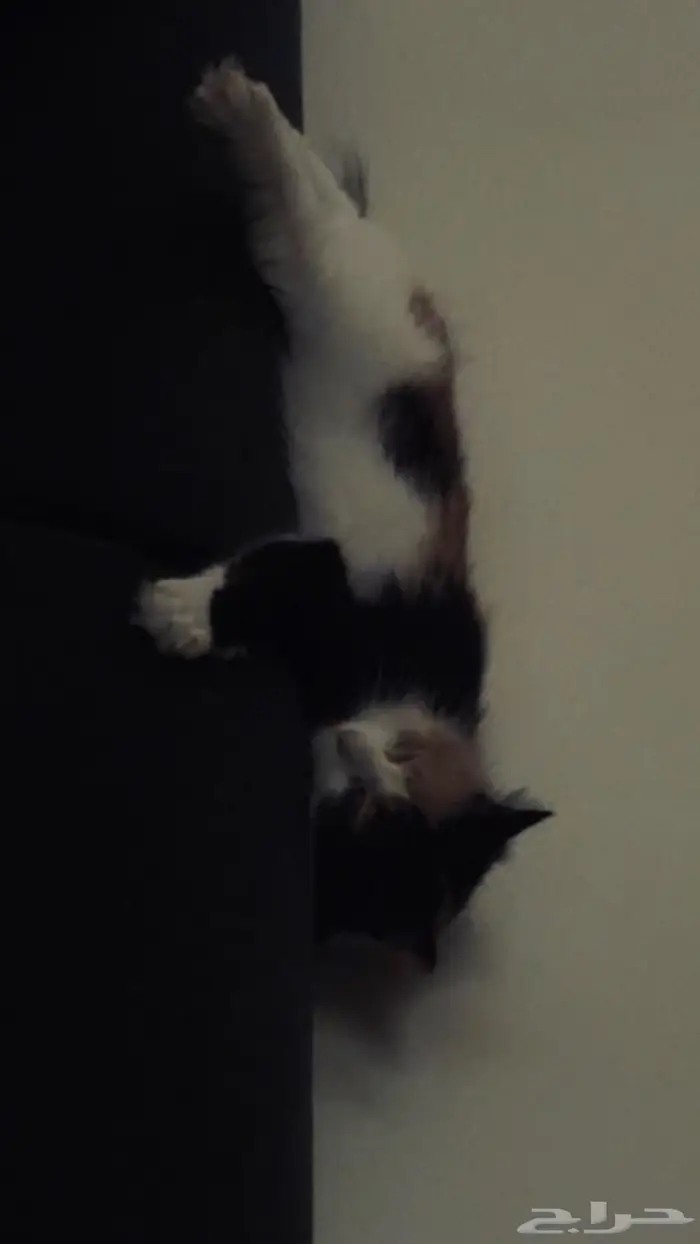 قطه انثى للتزاوج 2