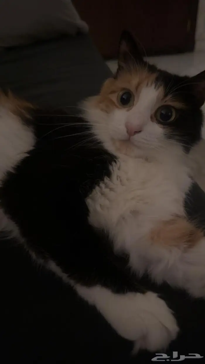 قطه انثى للتزاوج 0