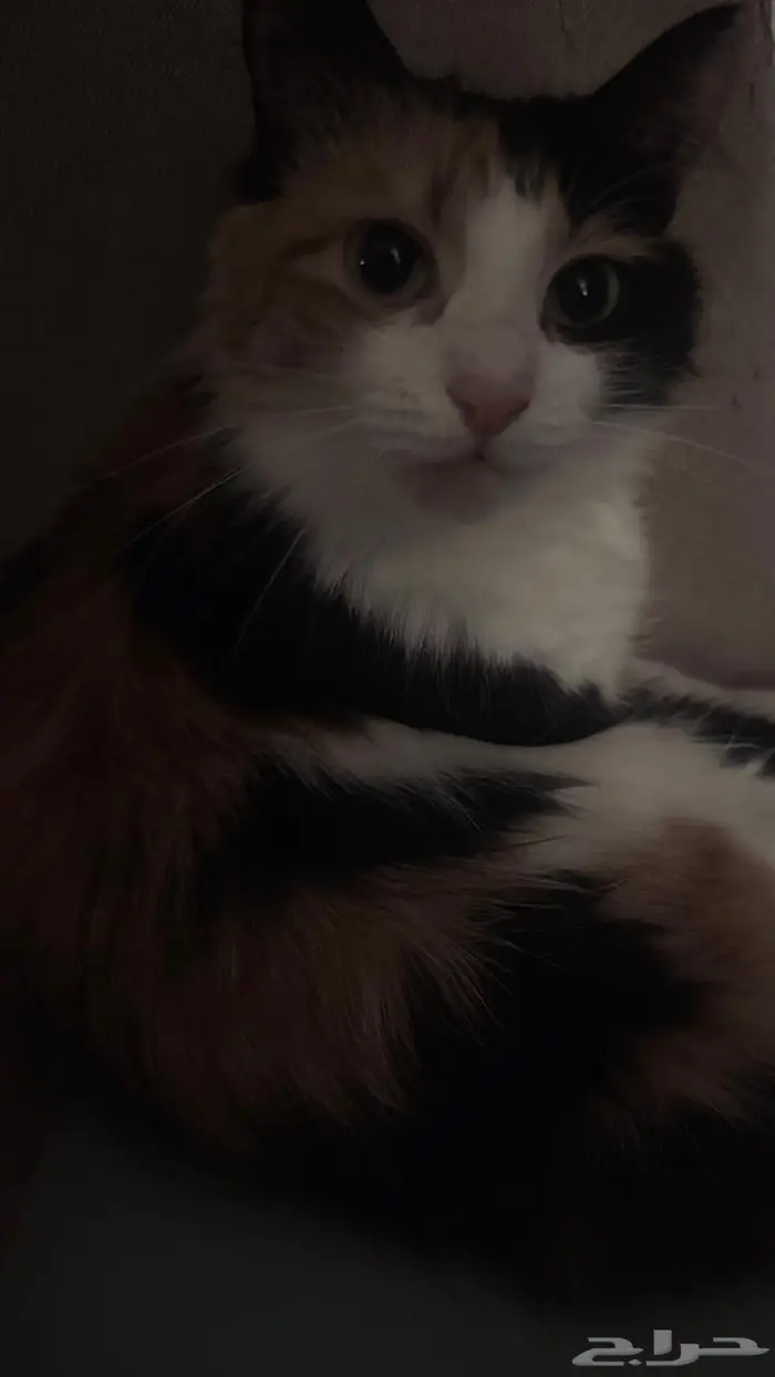 قطه انثى للتزاوج 9