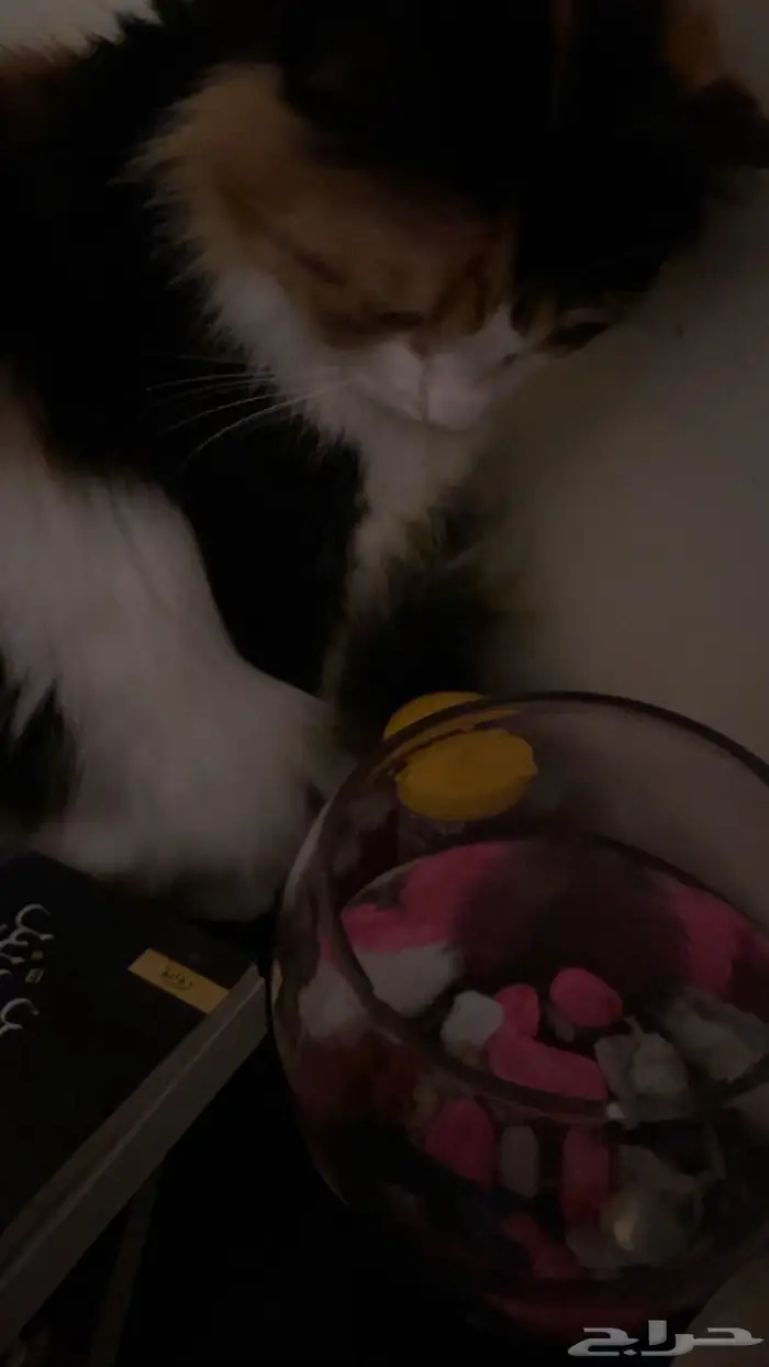 قطه انثى للتزاوج 3