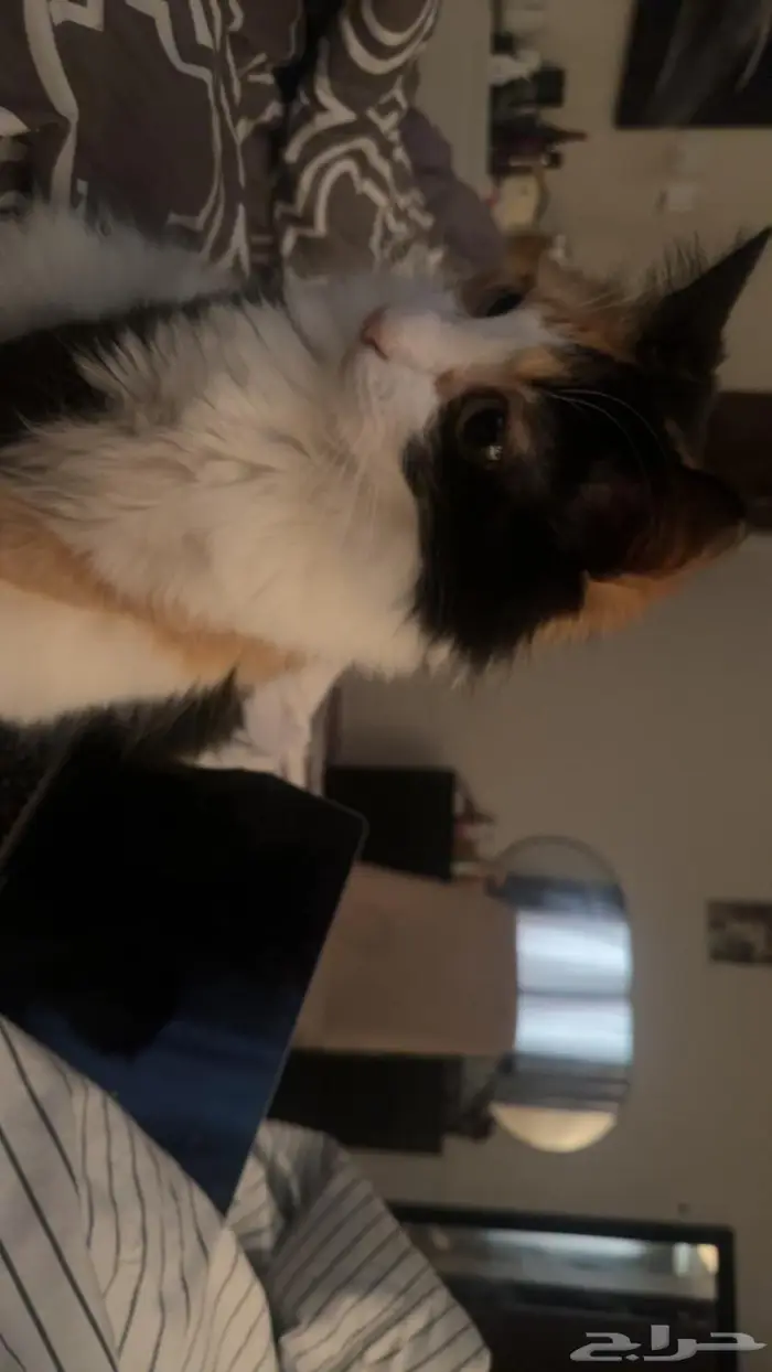 قطه انثى للتزاوج 7