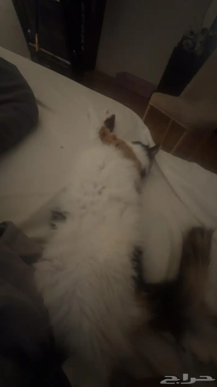 قطه انثى للتزاوج 4