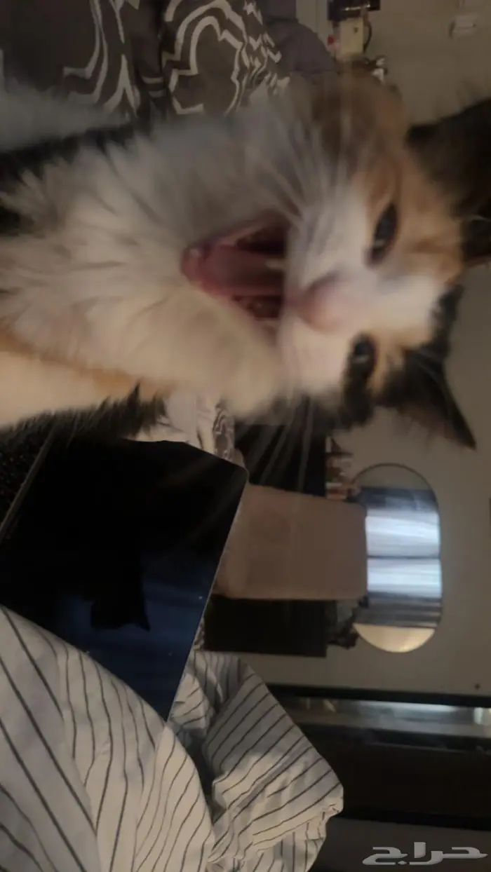 قطه انثى للتزاوج 6