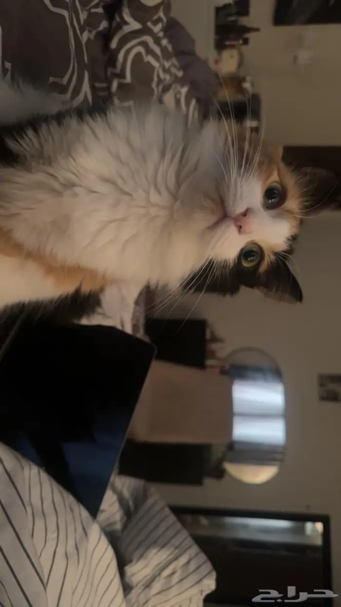 قطه انثى للتزاوج 8