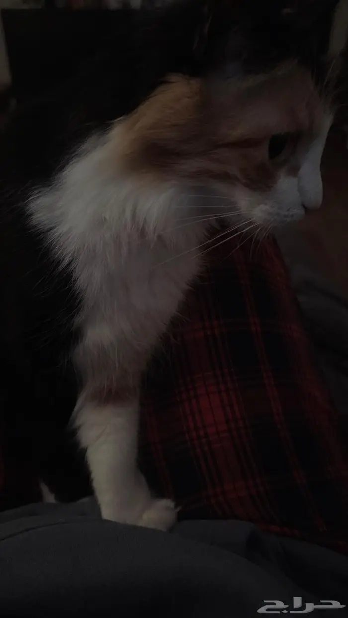 قطه انثى للتزاوج 10