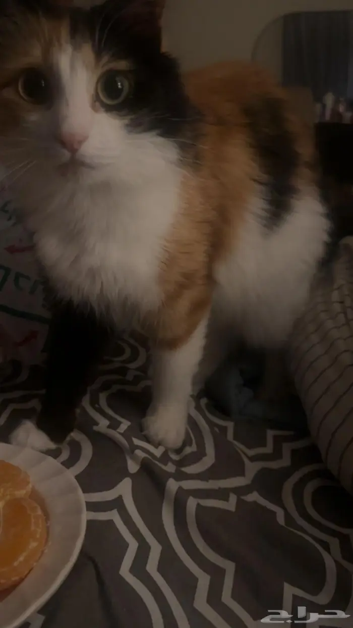 قطه انثى للتزاوج 5