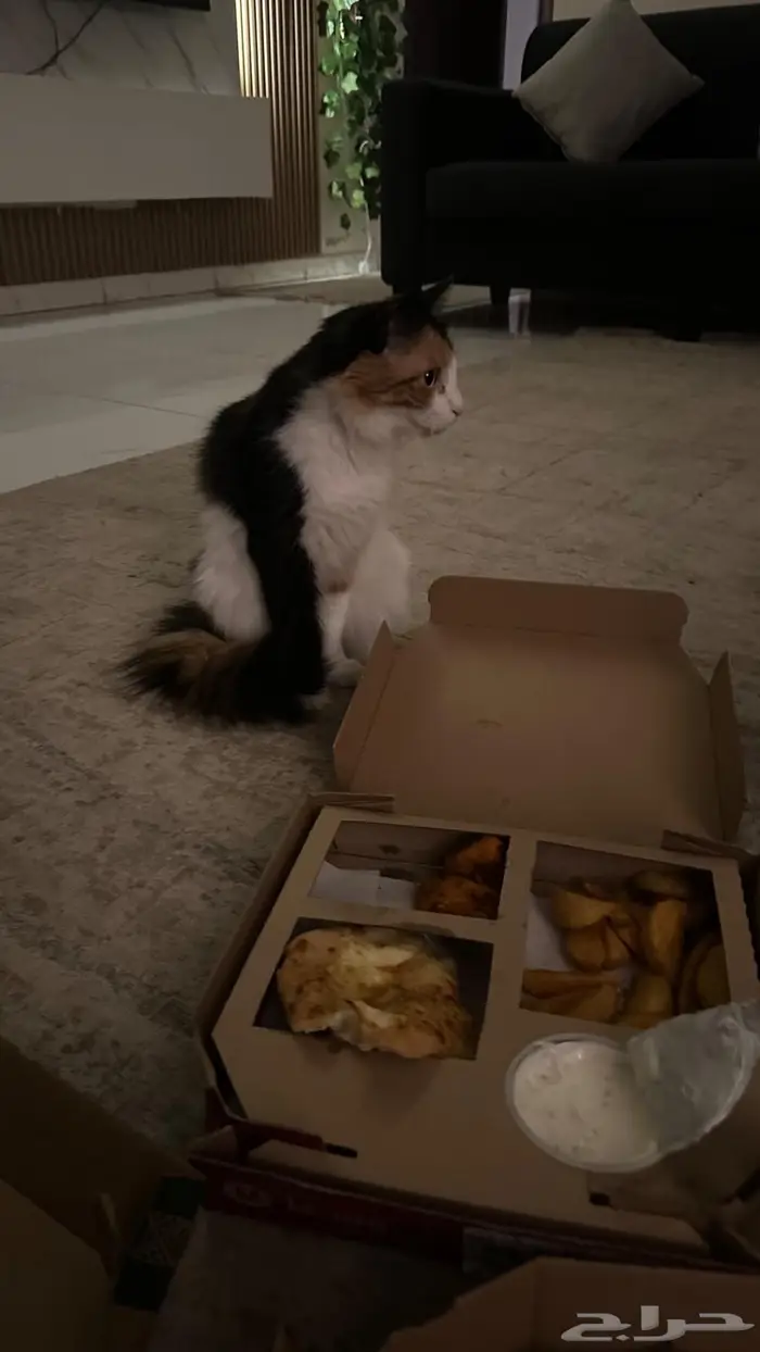 قطه انثى للتزاوج 11