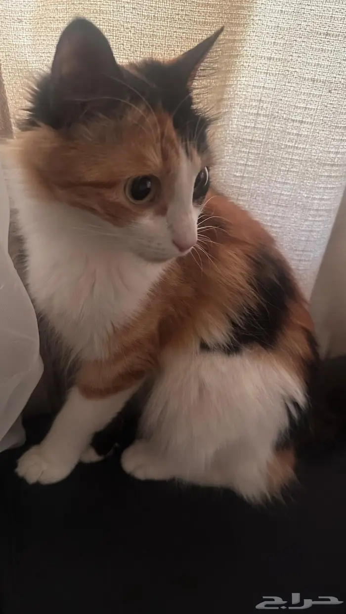قطه انثى للتزاوج 12
