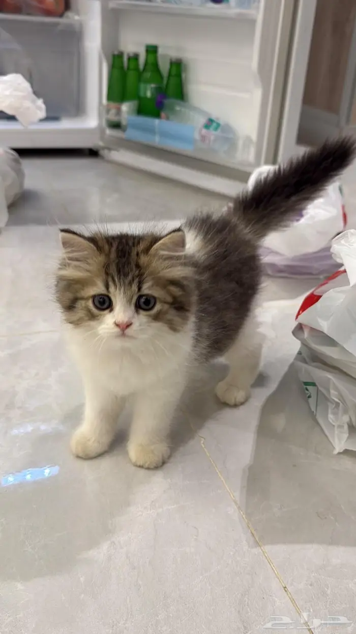 قطة كيتن سكوتش 0