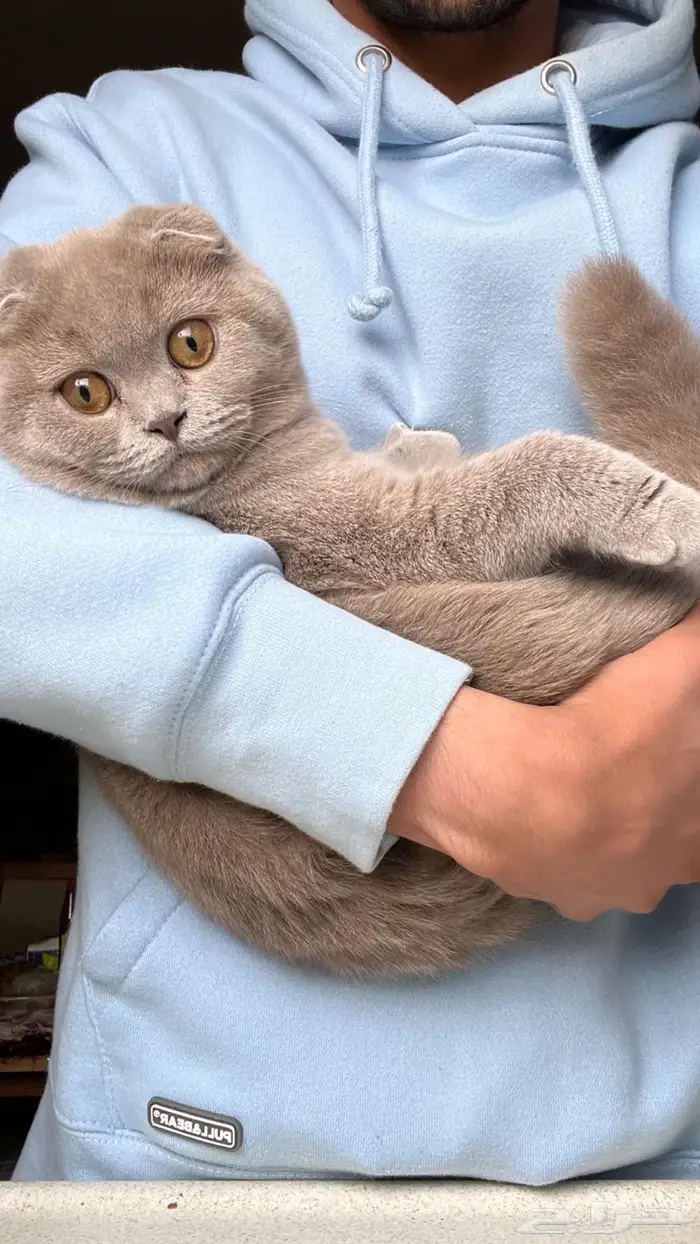 سكوتش دبل فولد 6