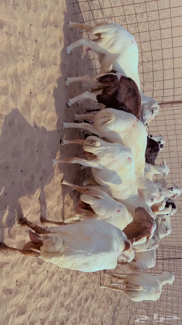 للبيع ضان رفيديات مراح وااحد 2