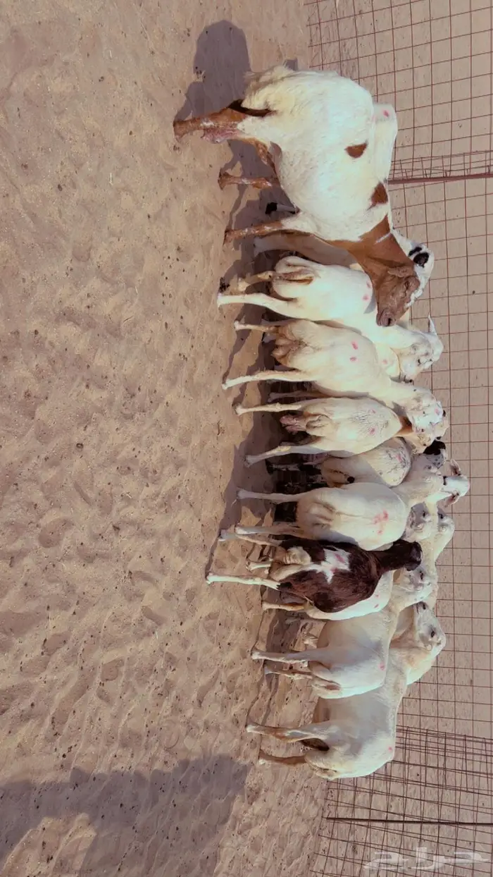 للبيع ضان رفيديات مراح وااحد 1