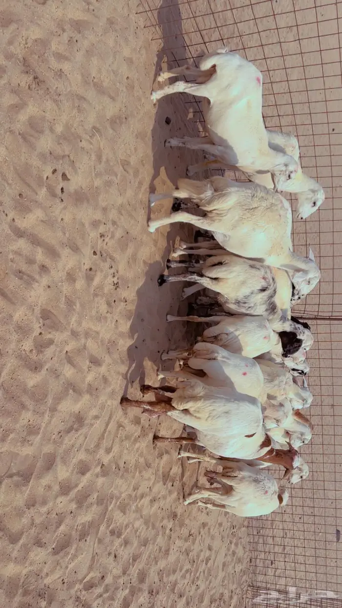 للبيع ضان رفيديات مراح وااحد 0