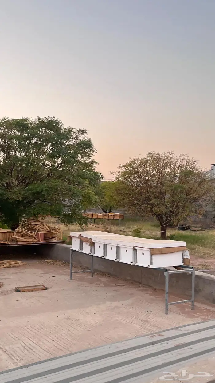 السلام عليكم خلايا نحل للبيع 0