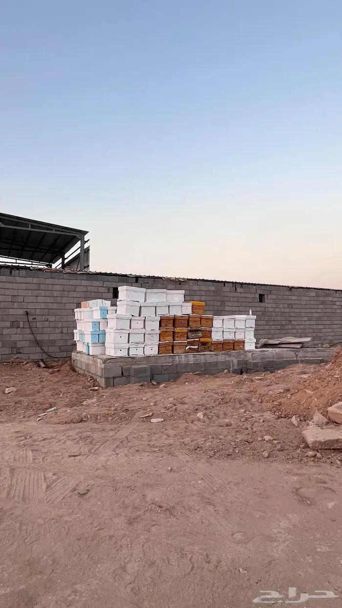 السلام عليكم خلايا نحل للبيع 1