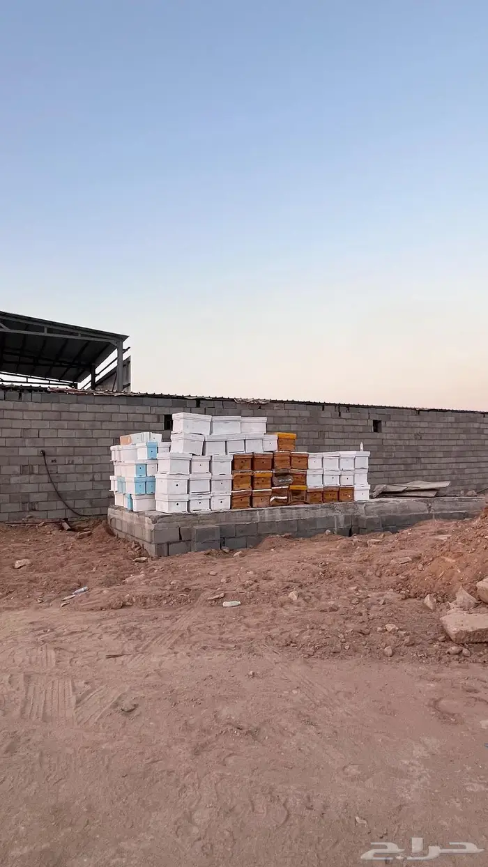 السلام عليكم خلايا نحل للبيع 2