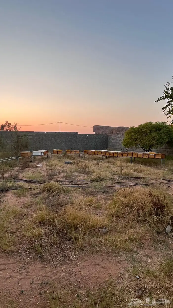 السلام عليكم خلايا نحل للبيع 6