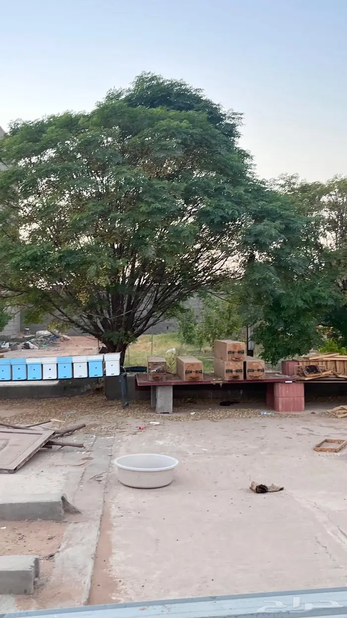 السلام عليكم خلايا نحل للبيع 4