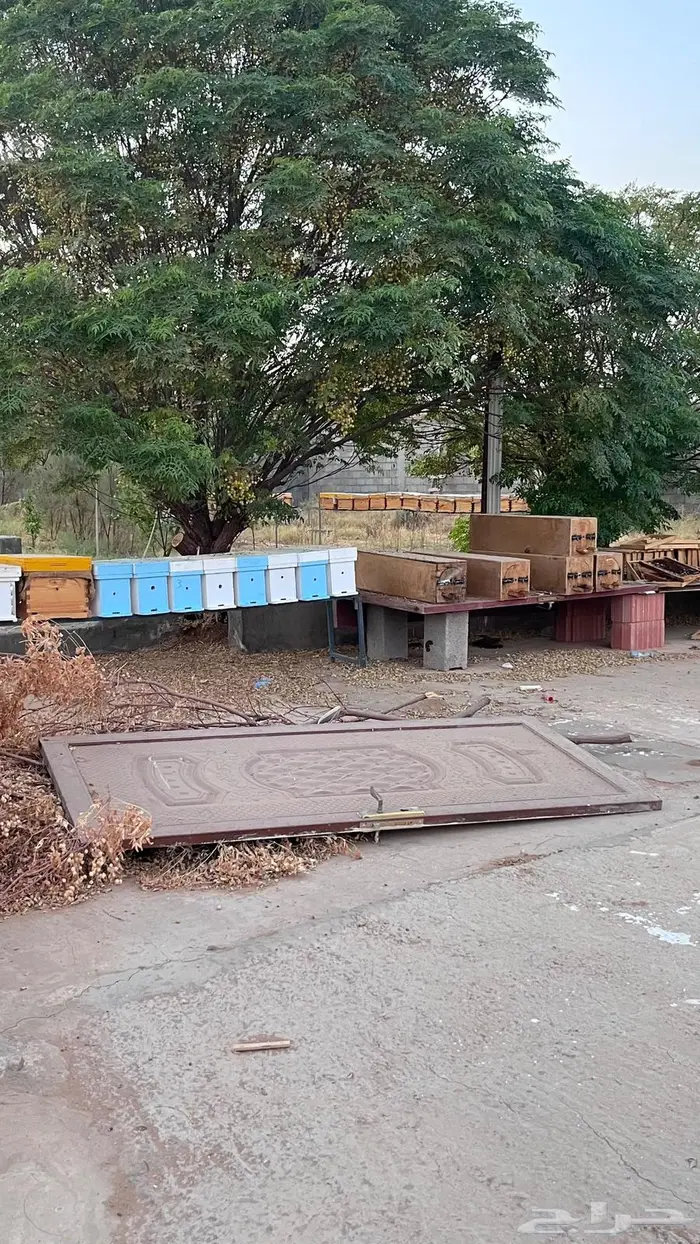 السلام عليكم خلايا نحل للبيع 7