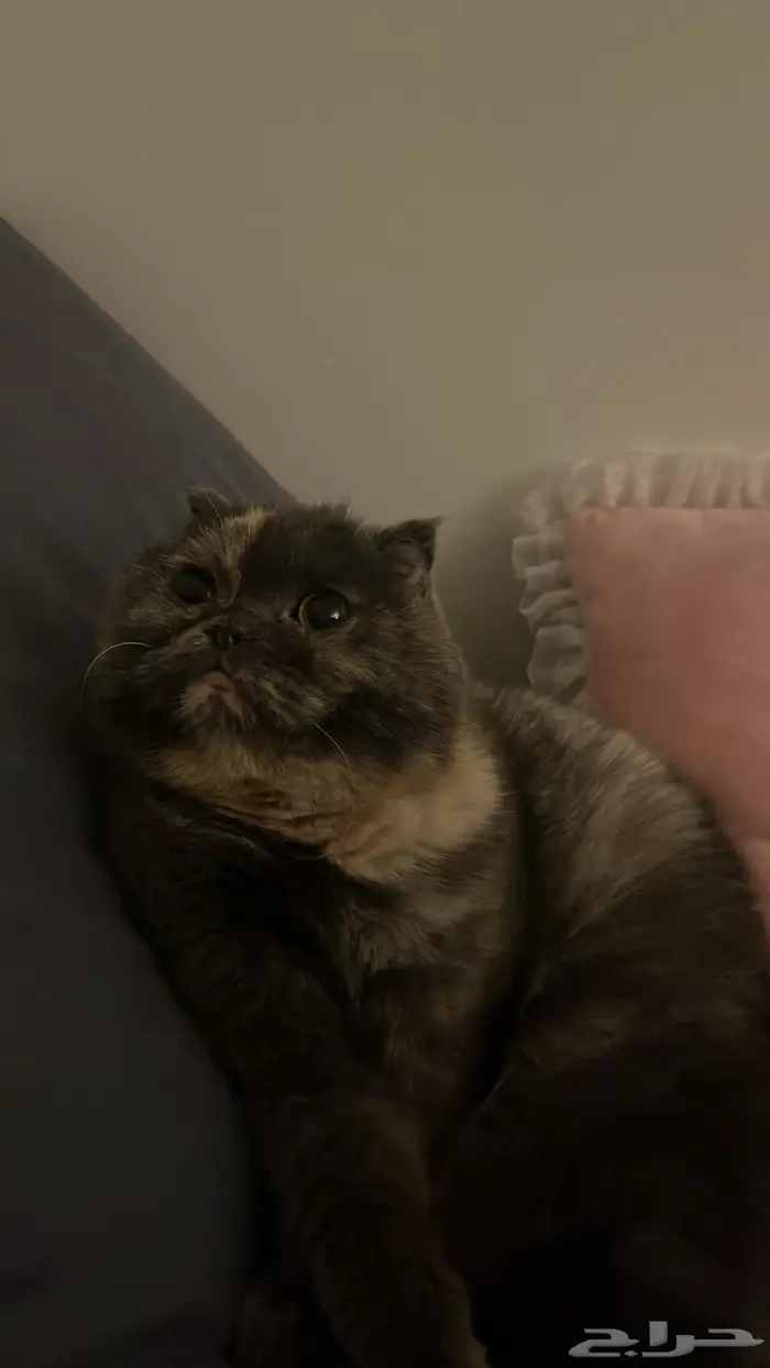 قطه سكوتش فولد للبيع عالسوم 1