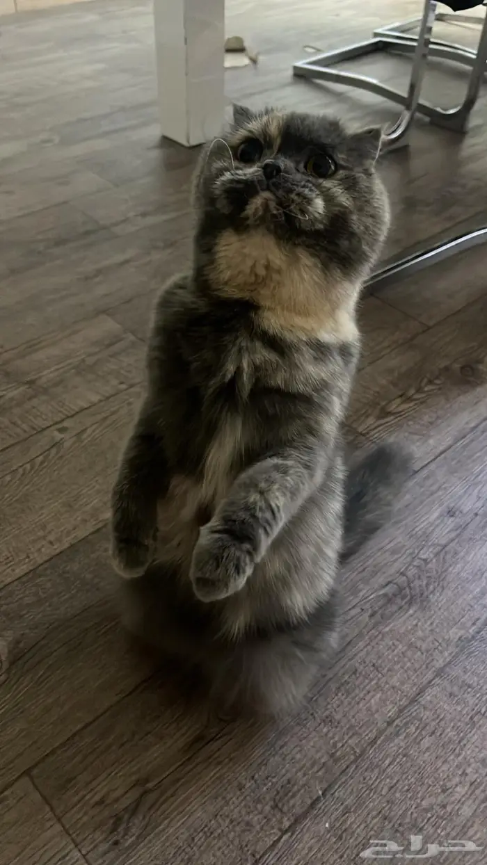 قطه سكوتش فولد للبيع عالسوم 3