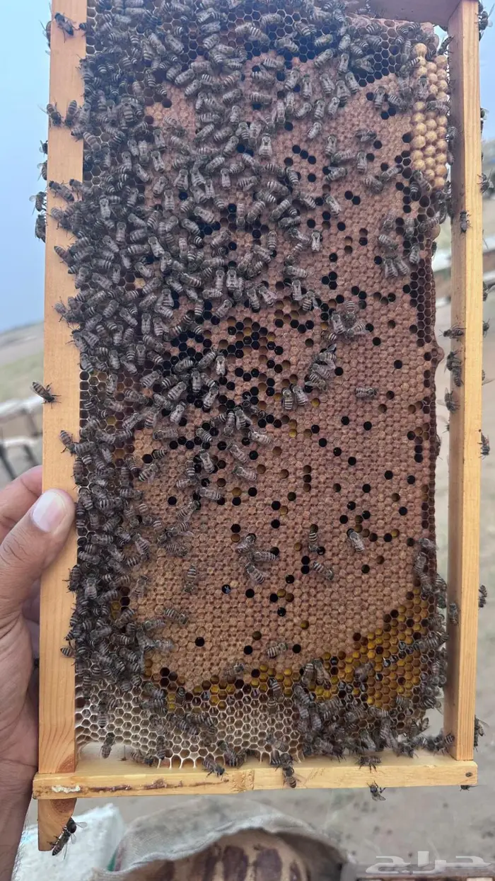 نحل بلدي خلايا إفرنجي للبيع 1