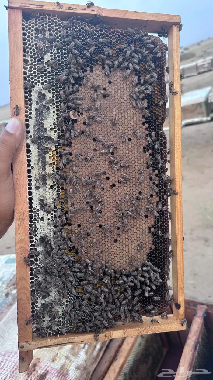 نحل بلدي خلايا إفرنجي للبيع 0