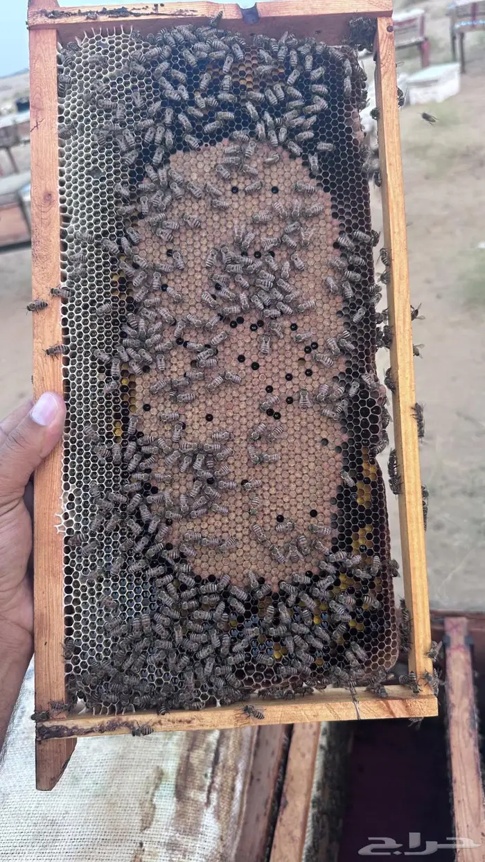 نحل بلدي خلايا إفرنجي للبيع 4