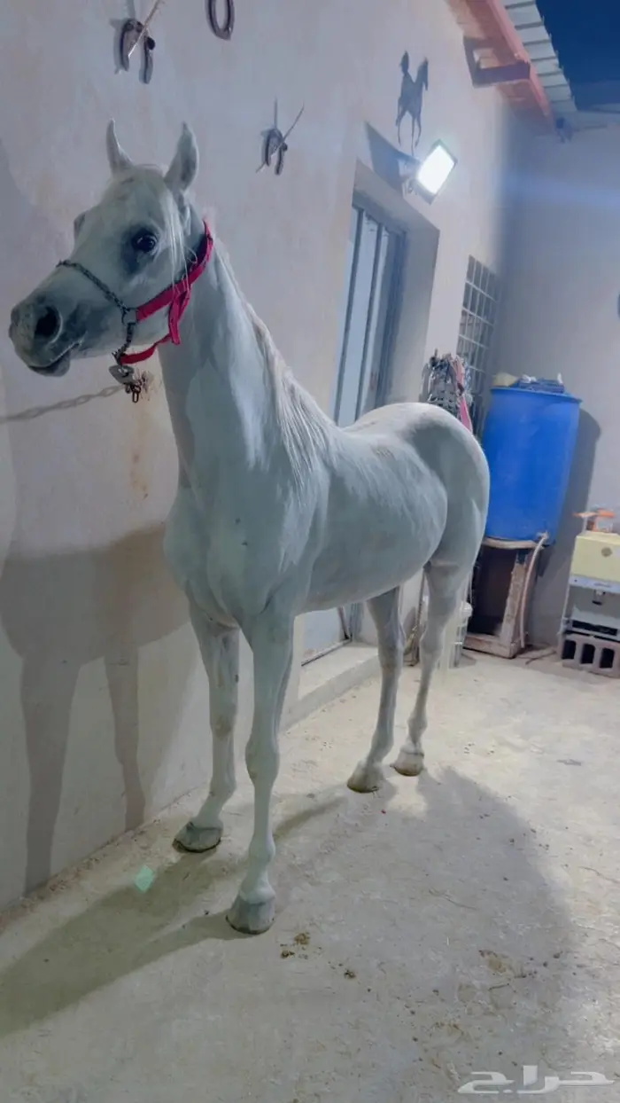حصان مسجل والبيع شعبي وحصان اخر. شعبي 1