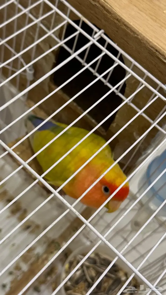 عصفور روز ذكر 2