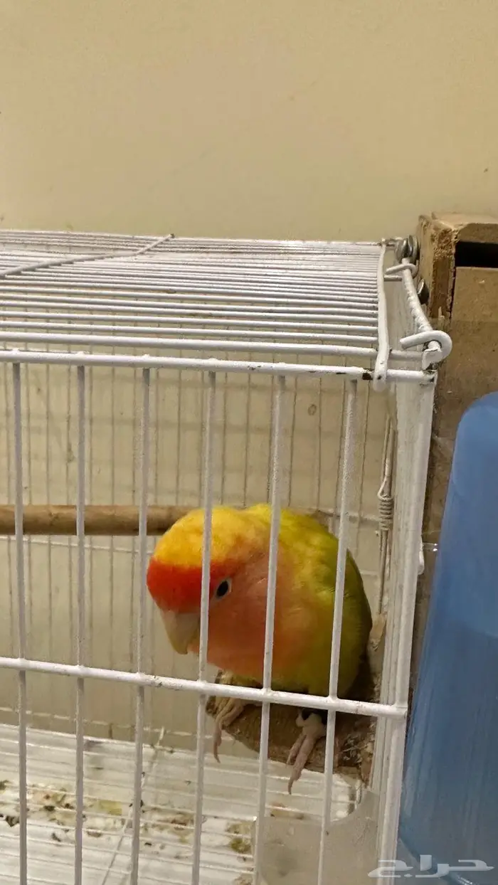 عصفور روز ذكر 1