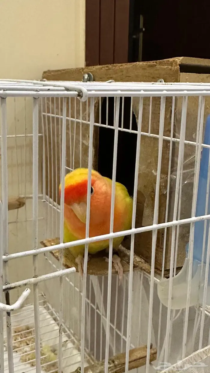 عصفور روز ذكر 0