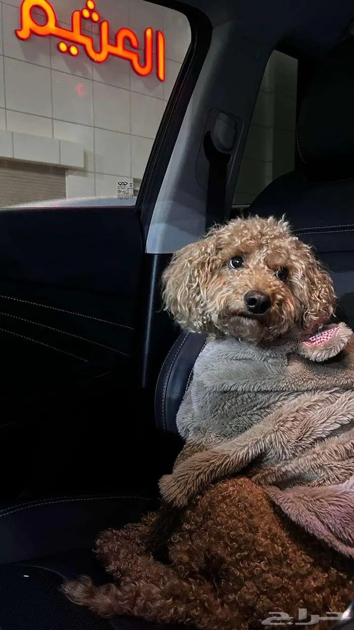 كلب توي بودل  وقطة همالايا 0