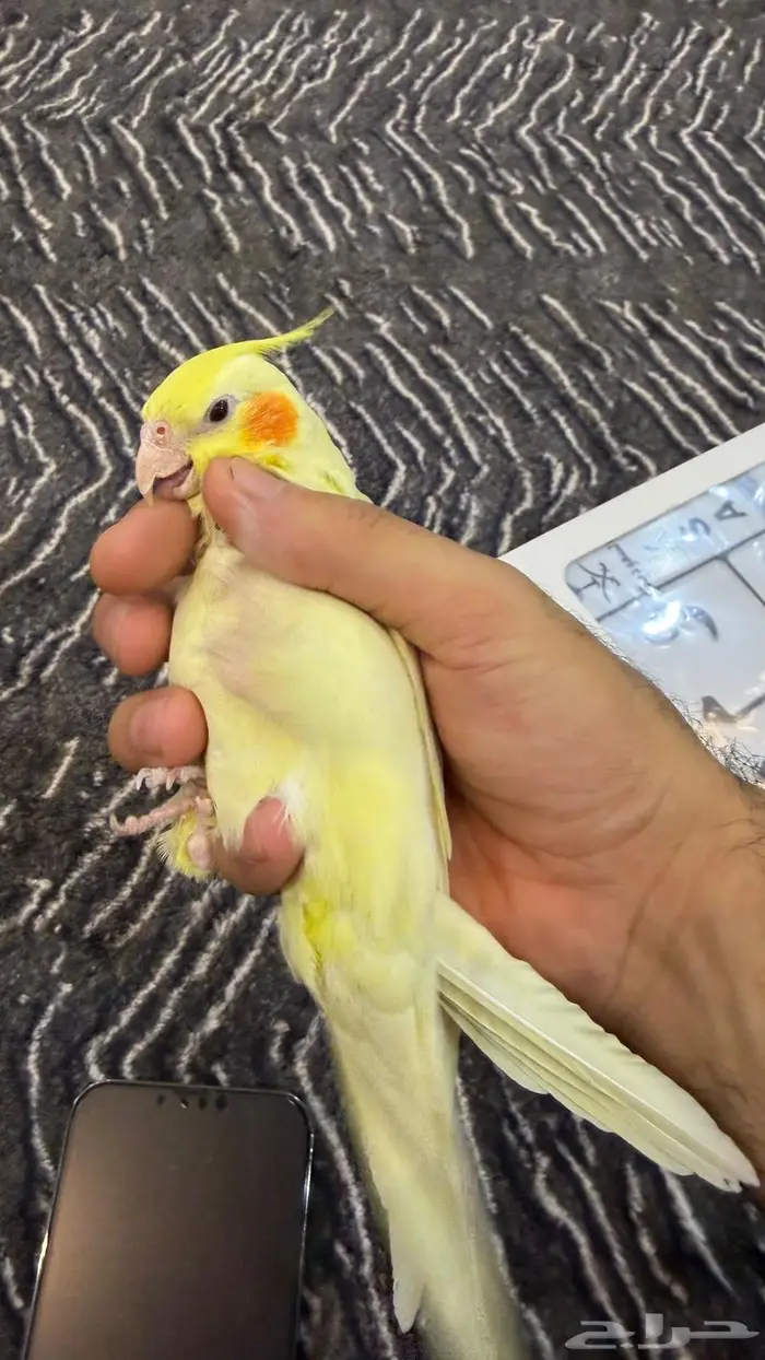 كروان اليف 0