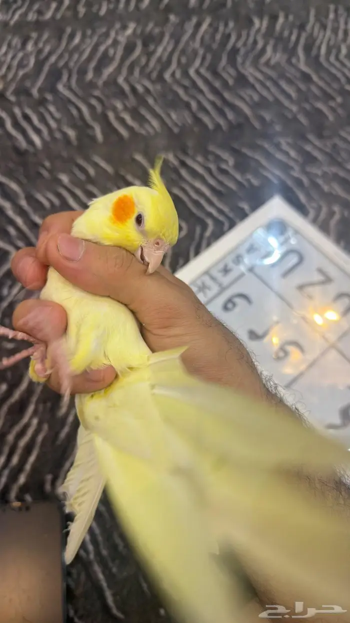 كروان اليف 3