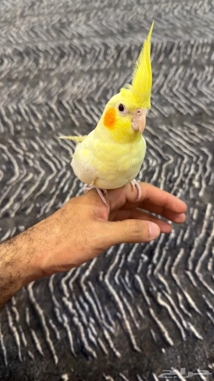 كروان اليف 1