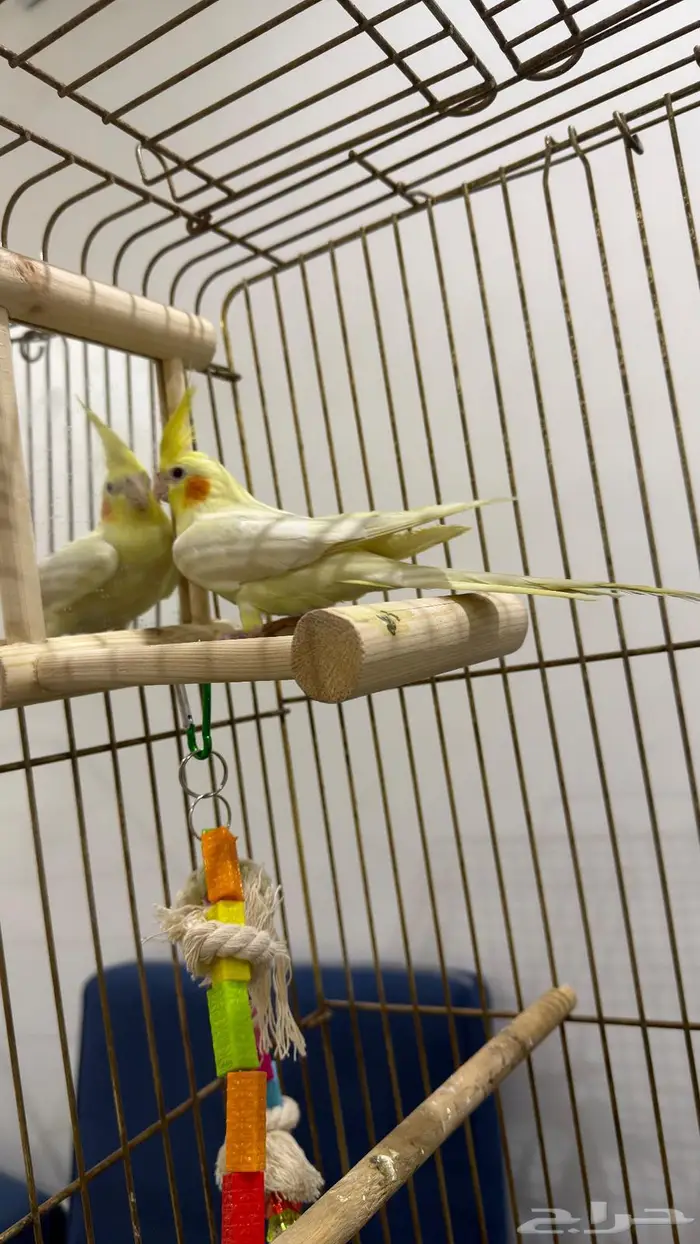 كروان اليف 5