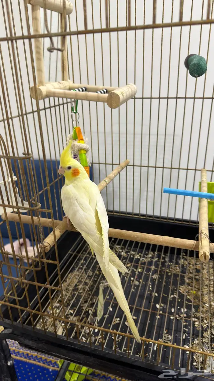 كروان اليف 4