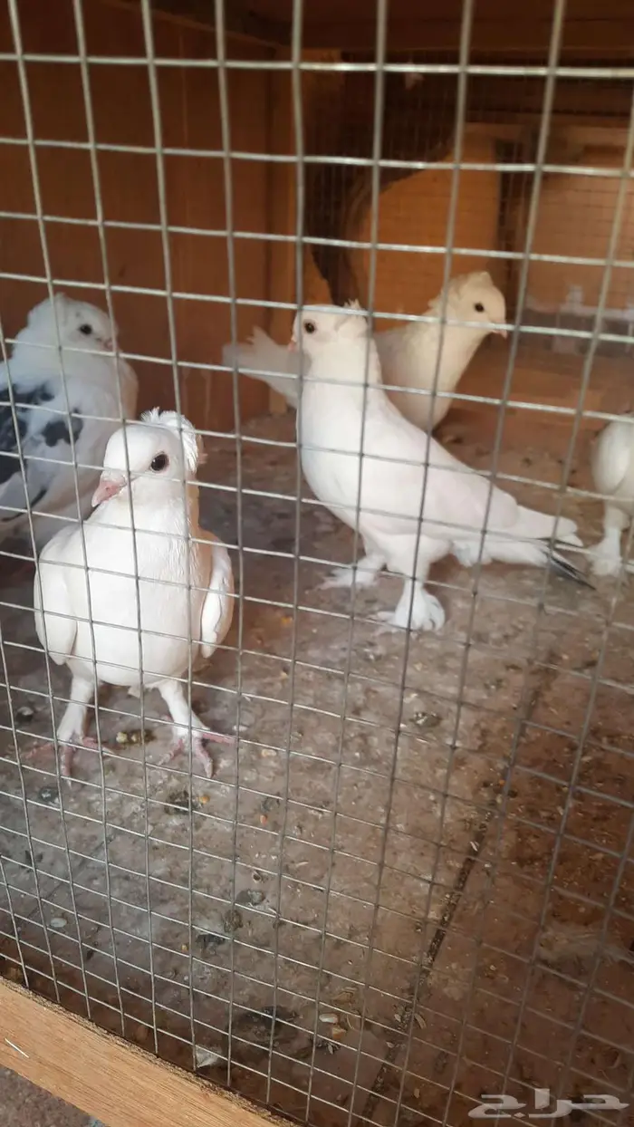 حمام للبيع 8حبه 4 اجواز جوز معاهم فرخ مع المحاكر 0