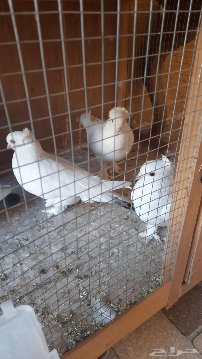 حمام للبيع 8حبه 4 اجواز جوز معاهم فرخ مع المحاكر 1