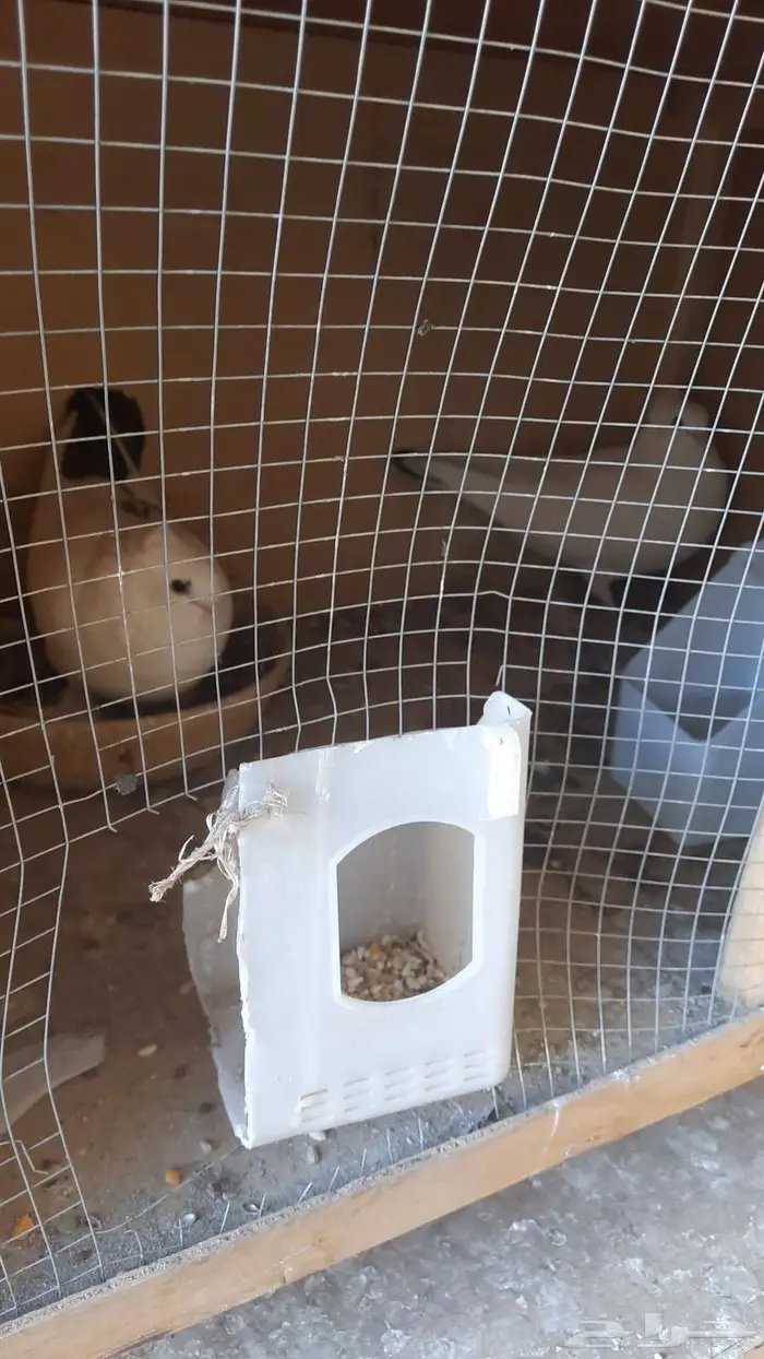 حمام للبيع 8حبه 4 اجواز جوز معاهم فرخ مع المحاكر 2