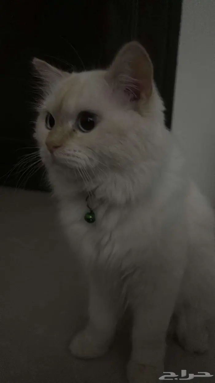 قط راغدول ذكر قابل للتزاوج 1