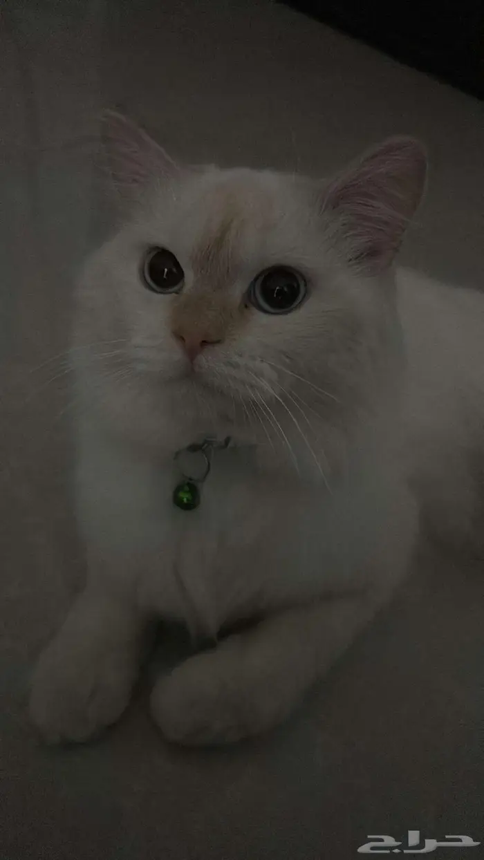 قط راغدول ذكر قابل للتزاوج 2