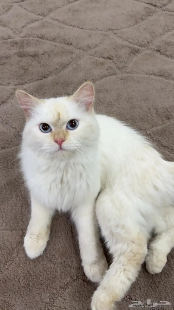 قط راغدول ذكر قابل للتزاوج 0