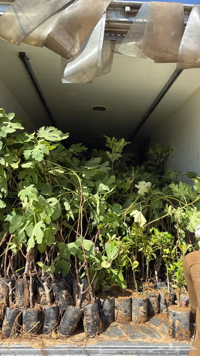 تين براون تركي عالي الجودة 3